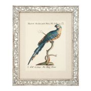 Print AVES I set of 4 Antique mirror glass frame | clear glass