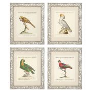 Print AVES II set of 4 Antique mirror glass frame | clear glass