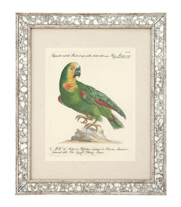 Print AVES II set of 4 Antique mirror glass frame | clear glass