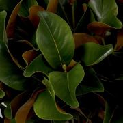 Bundle of Magnolia